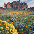California Brittlebush Lost Dutchman