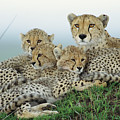 Cheetah And Her Cubs