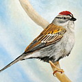 Chipping Sparrow