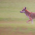Coyote 0313 Photograph by Dan Beauvais