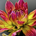Dahlia Flame by Joann Copeland-Paul