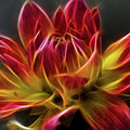 Dahlia by Joann Copeland-Paul