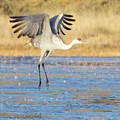 Dancing Crane
