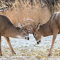 Deer Fight Photograph by Linda Ryma