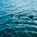 Dolphins Off Of The Na Pali Coast Photograph by Blake Webster