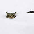 Domestic Cat Felis Catus In Deep Snow
