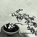 Bonsai Lovers Gift - Dramatic Bonsai by Onedayoneimage Photography