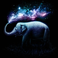 Elephant Splash