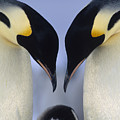 Emperor Penguin Family