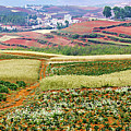 Fields of the Redlands-1