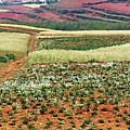 Fields of the Redlands - 2