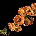 Flowering Quince Orange