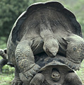 Galapagos Tortoises Mating