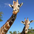 Giraffes