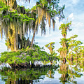 Grand Cypress Photograph by Ghostwinds Photography