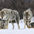 Gray Wolves Norway