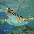 Green Sea Turtle Swimming