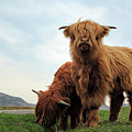 Highland Cow Calves