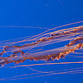Jelly Fish Photograph by Darcy Michaelchuk