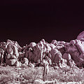 Joshua Tree Moonscape Photograph by Blake Webster