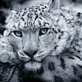 Large Snow Leopard Portrait