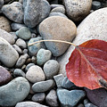 Leaf on River Rocks