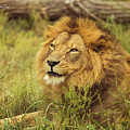 African Lion Portrait by Joann Copeland-Paul