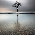 Lone Tree Loch Lomond