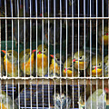 Market Finches