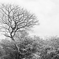 Michigan Winter