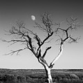 Moon and Memory at Bosque del Apache N M