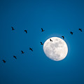 Moonlight Flight