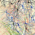 Cajal Drawing of Microscope Nerve Cells or Neurons, 