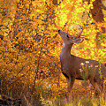 New Mexico Buck Browsing