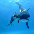 Orca Mother And Newborn
