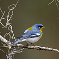 Parula at Dawn