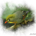 Pekin Robin by Joann Copeland-Paul