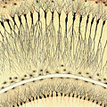 Pes Hippocampi Major Golgi Drawing from the Microscope