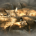 Pile of Sleeping Bobcats