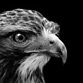 Portrait of Common Buzzard in black and white