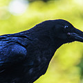 Raven