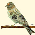Red-Fronted Serin