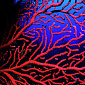 Red gorgonian sea fan underwater