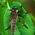Robber Fly 1