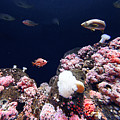 Rock On -- Rosy Rockfish at the Steinhart Aquarium in San Francisco, California Photograph by Darin Volpe