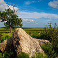 Rocks and Cottonwood 2