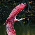 Roseate Spoonbill