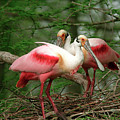 Roseate Spoonbills