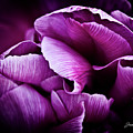 Ruffled Edge Tulips by Joann Copeland-Paul