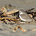 Sandy Beak -- Snowy Plover on the Beach in Morro Bay, California Photograph by Darin Volpe
